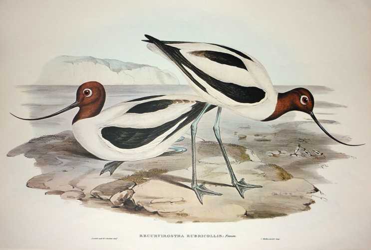 Avocet2cred-necked-RecurvirostraRubricollis