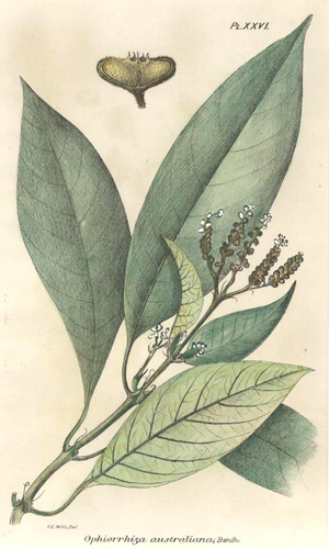 Bailey-Ophiorrhiza