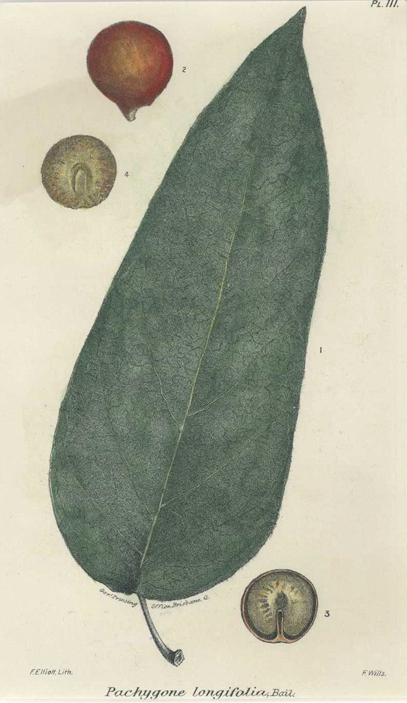 Bailey-PachygoneLongifolia