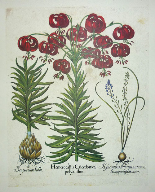 Besler-Hemerocallis