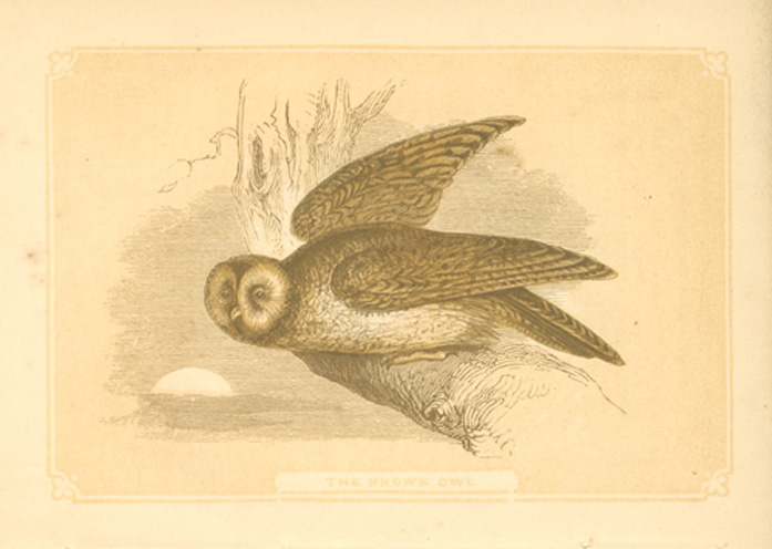 Bicknell-BrownOwl
