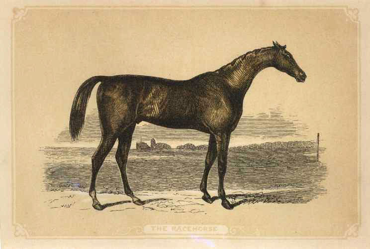 Bicknell-TheRacehorse