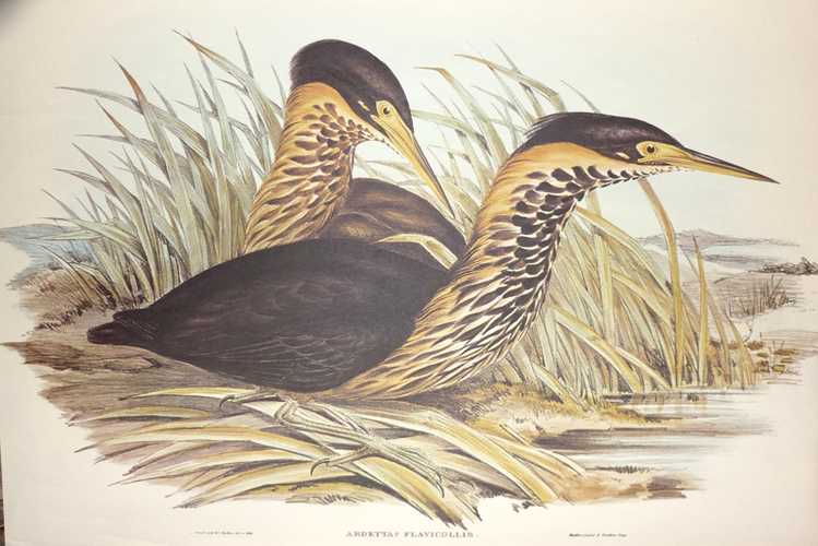 Bittern-ArdettaFlavicollis