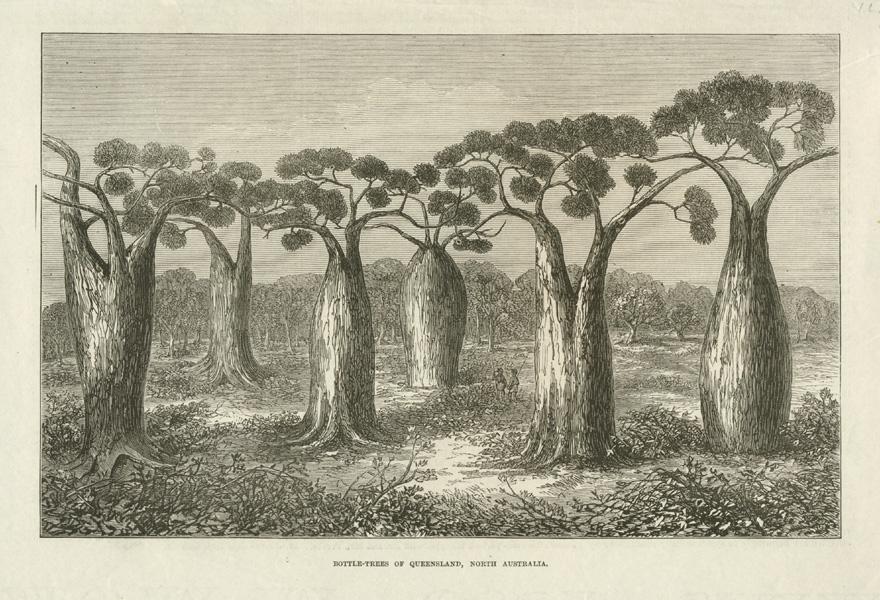 BottleTrees2cQldNthAust