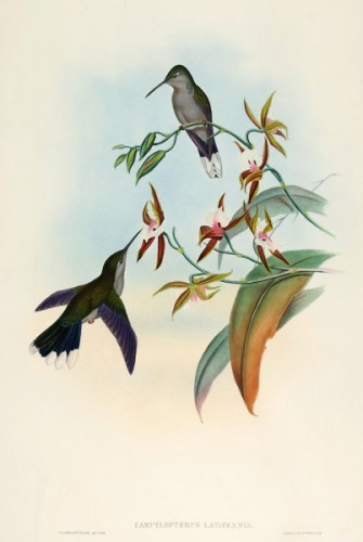 Broad-shafted-Sabre-wing-H-B