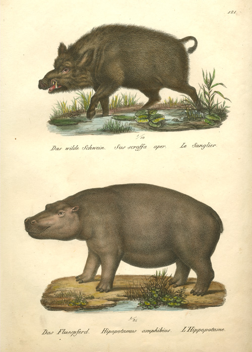 Brodtmann121-Mammals-w