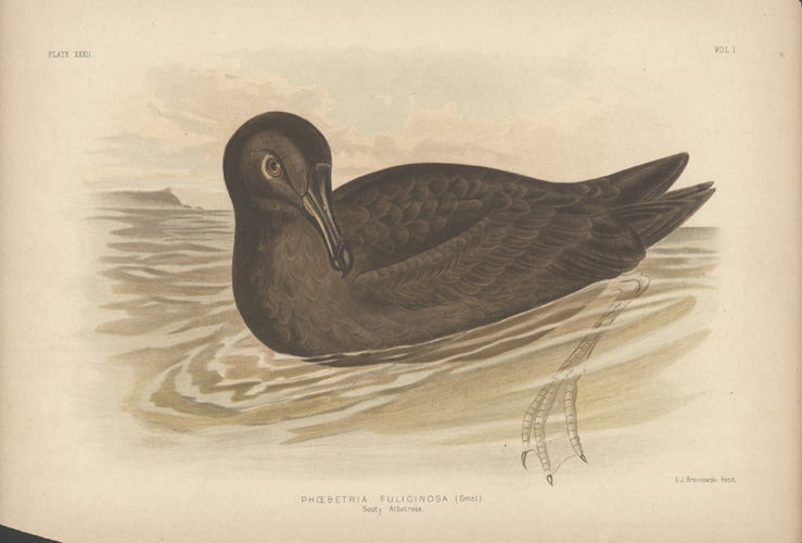 Broin-Albatros2cSooty