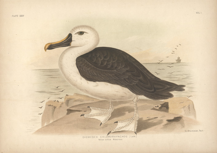Broin-Albatros2cYelBilled