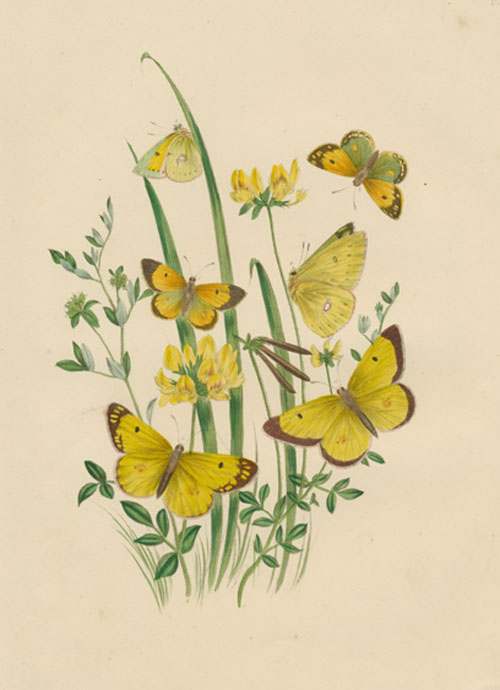 Butterflies-Humphreys3