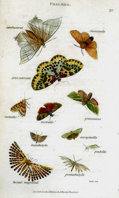 Butterfly-Shaw79-Phalaena