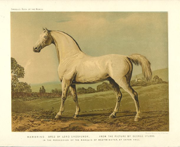 Cassell-Mambrino-afterGeorgeStubbs