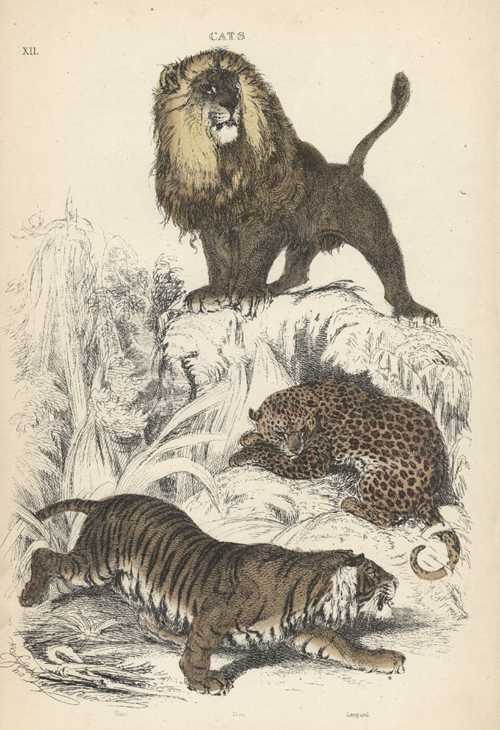 Cats-Cuvier-Wild
