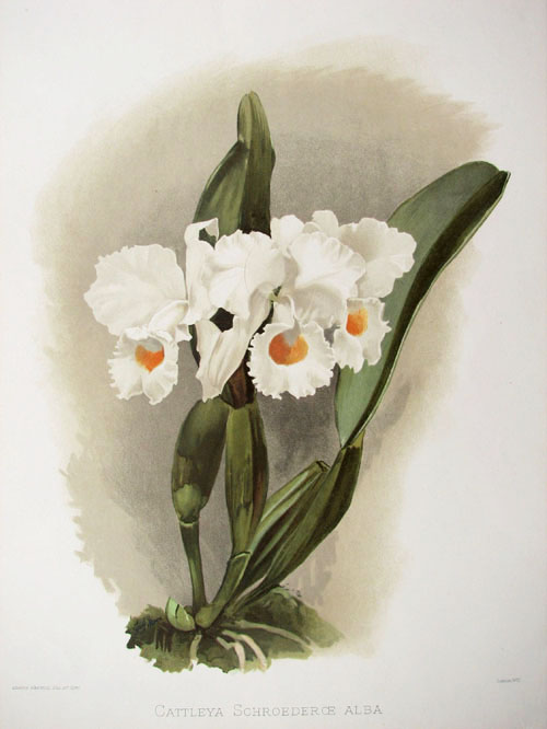 CattleyaSchroederoe
