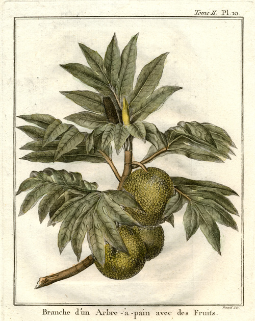 CookBreadfruit
