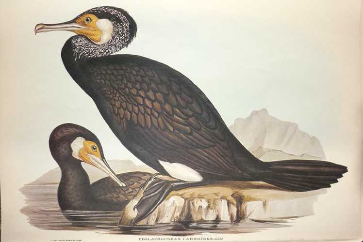 Cormorant-PhalacrocoraxCarboides