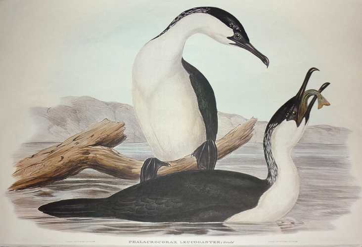 Cormorant-PhalacrocoraxLeucogaster