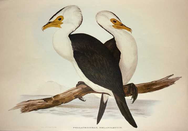 Cormorant-PhalacrocoraxMelanoleucus