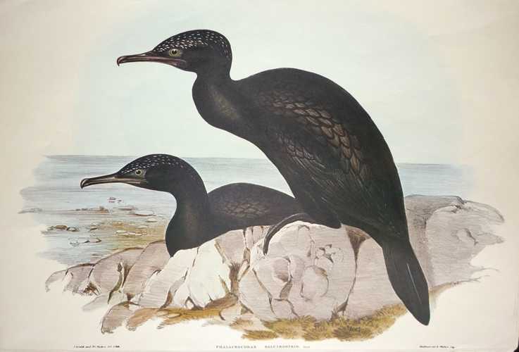 Cormorant-PhalacrocoraxSalcirostris