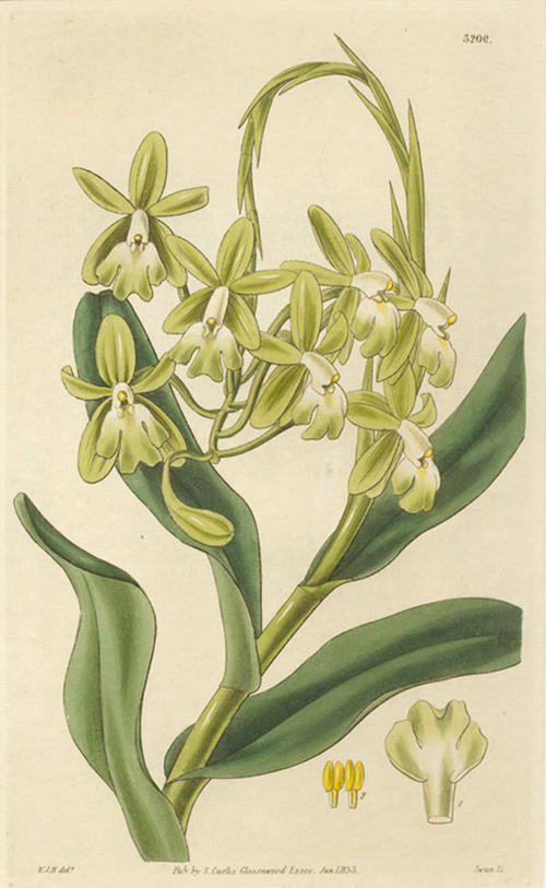 Curtis3209-OrchidEpidendrumHarris-lg
