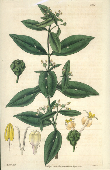 Curtis3351-MorindaJasminoides-w
