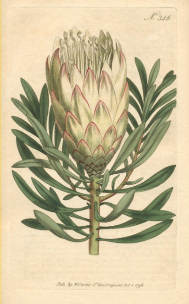 Curtis346-ProteaMellifera