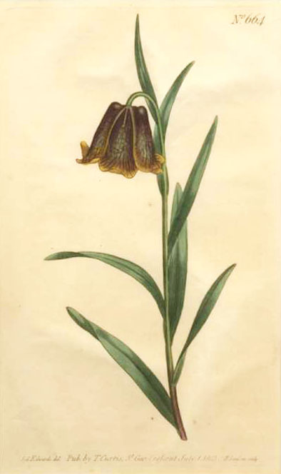 Curtis664-PyreneanFritillaria