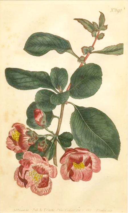 Curtis692-Japan-Apple-Tree