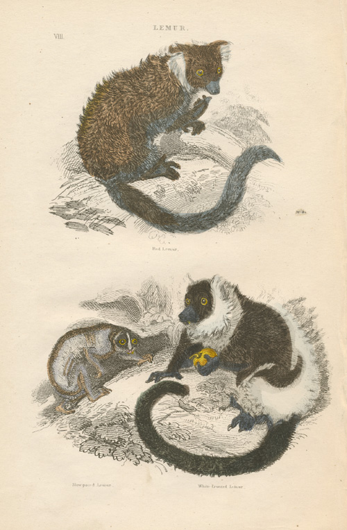 Cuvier8-Lemurs