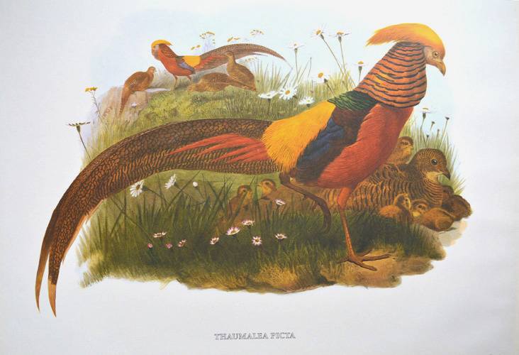 DGElliot-ThaumaleaPicta-Golden