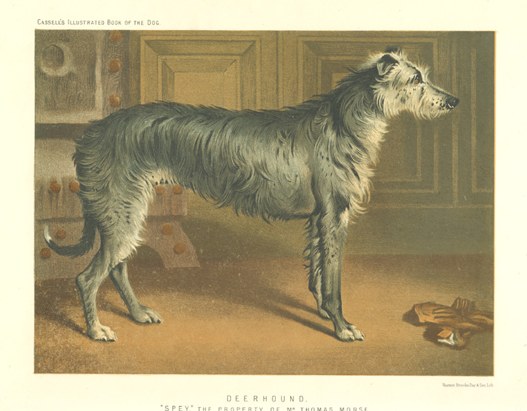 Deerhound