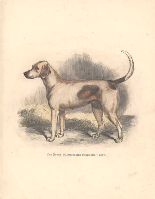 Dog-FoxhoundRosy