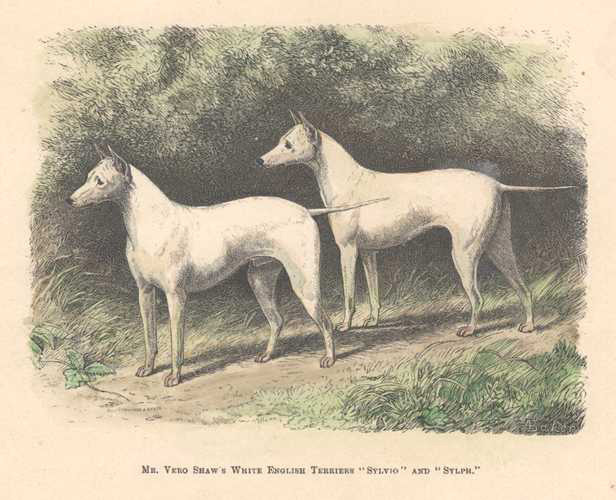 Dog-WhiteEnglishTerriers