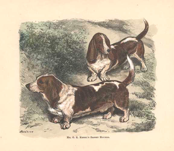 Dogs-BassetHounds
