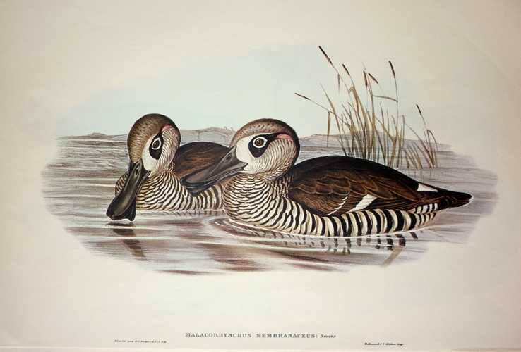 Duck2cpink-eared-MalacorhynchusMemranaceus