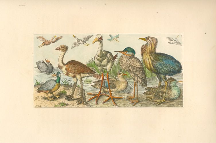 ExtinctBirds2cMascarene1-w