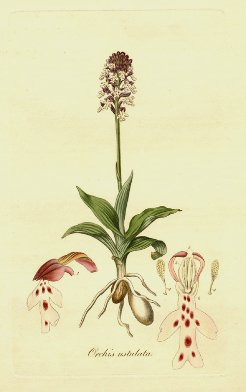 FL-OrchisUstulata-w