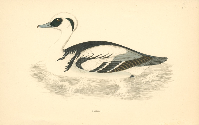 FOMorris-Smew