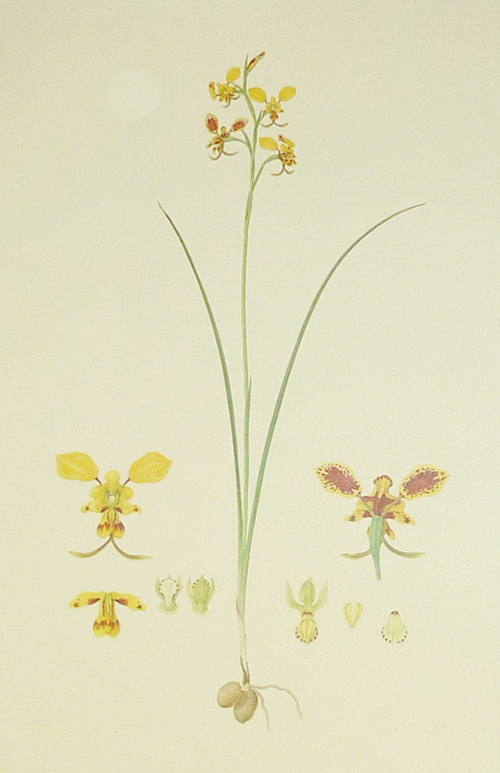 Ferd-Bauer-Diuris1