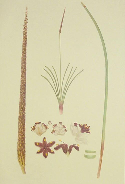 Ferd-Bauer25-Lomandra
