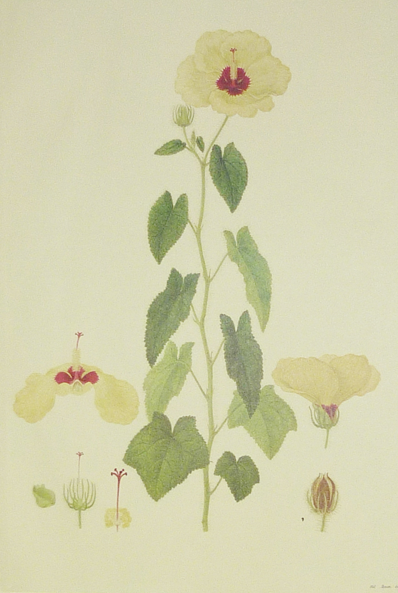 Ferd-Bauer5-NativeHibiscus