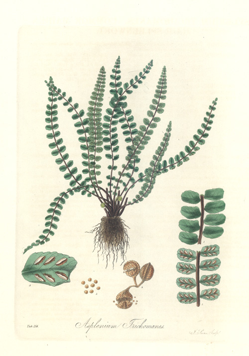 Fern-FlorLondin-Asplenium-Maindenhair