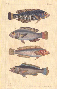 Fish-Buffon-Pl-90