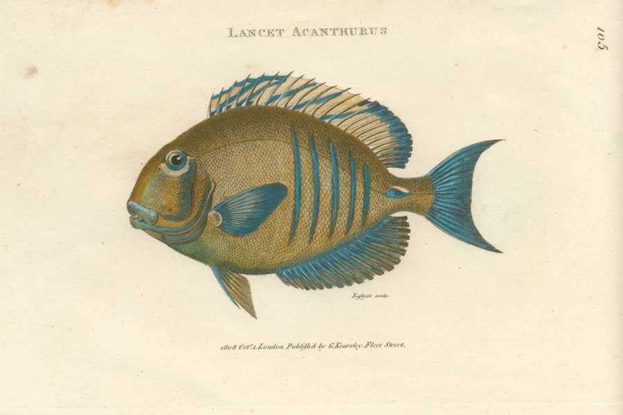 Fish-Shaw105-Lancet-Acanthurus