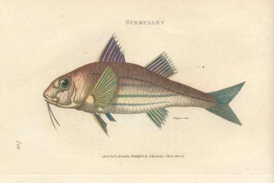 Fish-Shaw107-Surmullet