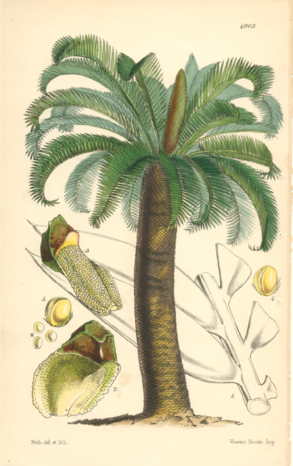 Fitch-Palm-Caffer-Fitch