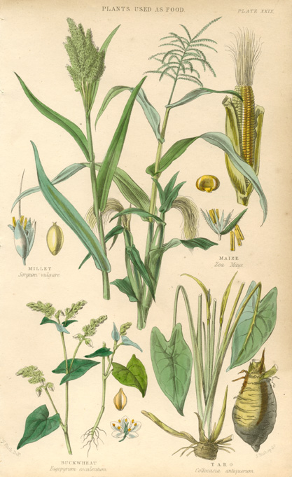 Fitch-Rhind29-Food-Millet2cMaize-w