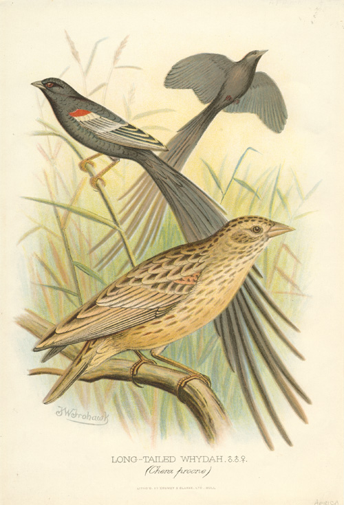 Frohawk-Long-tailedWhydah