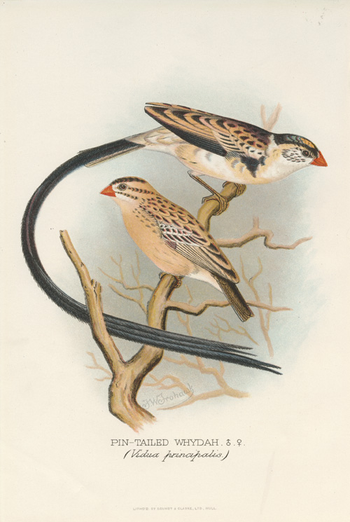 Frohawk-Pin-tailedWhydah
