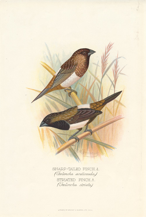 Frohawk-Sharp-tldFinch2cStriatedFinch