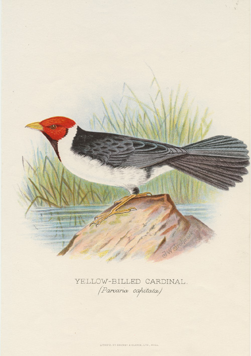 Frohawk-Yellow-billedCardinal